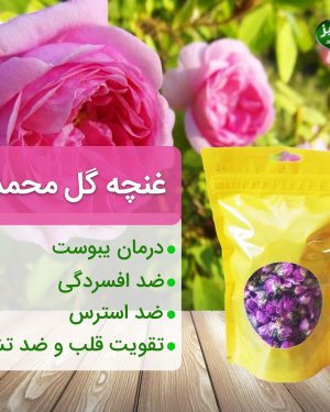 غنچه-گل-محمدی